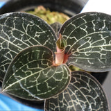 ジュエル・オーキッド 　EC1185