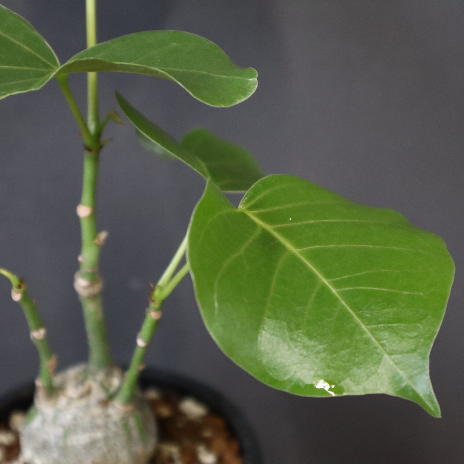 プセウド ボンバックス （実生）4 – TaiShoDo ONLINE SHOP