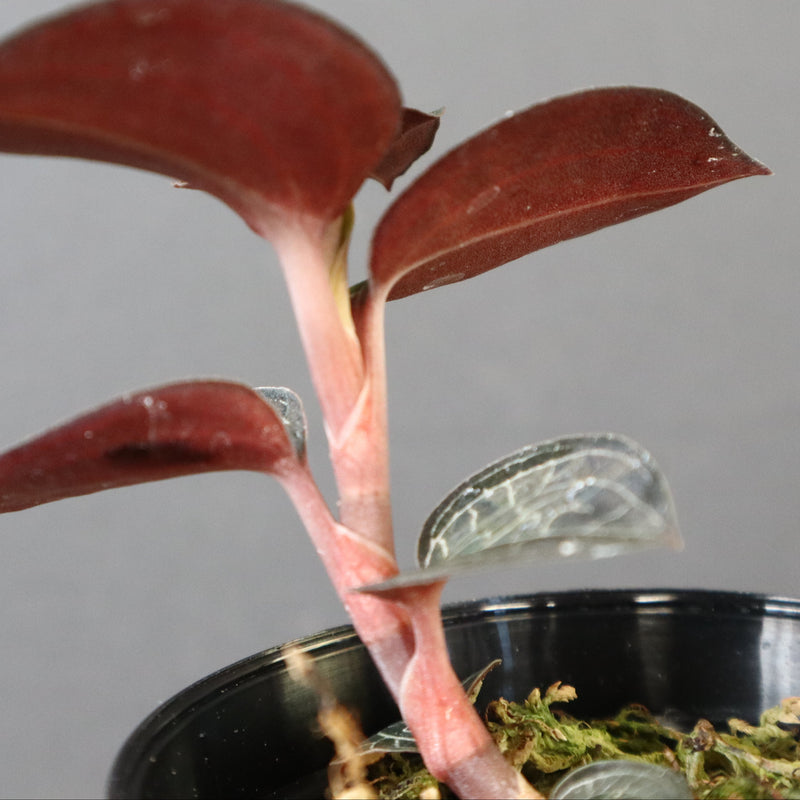 ジュエル・オーキッド 　EC1185