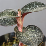 ジュエル・オーキッド 　EC1185