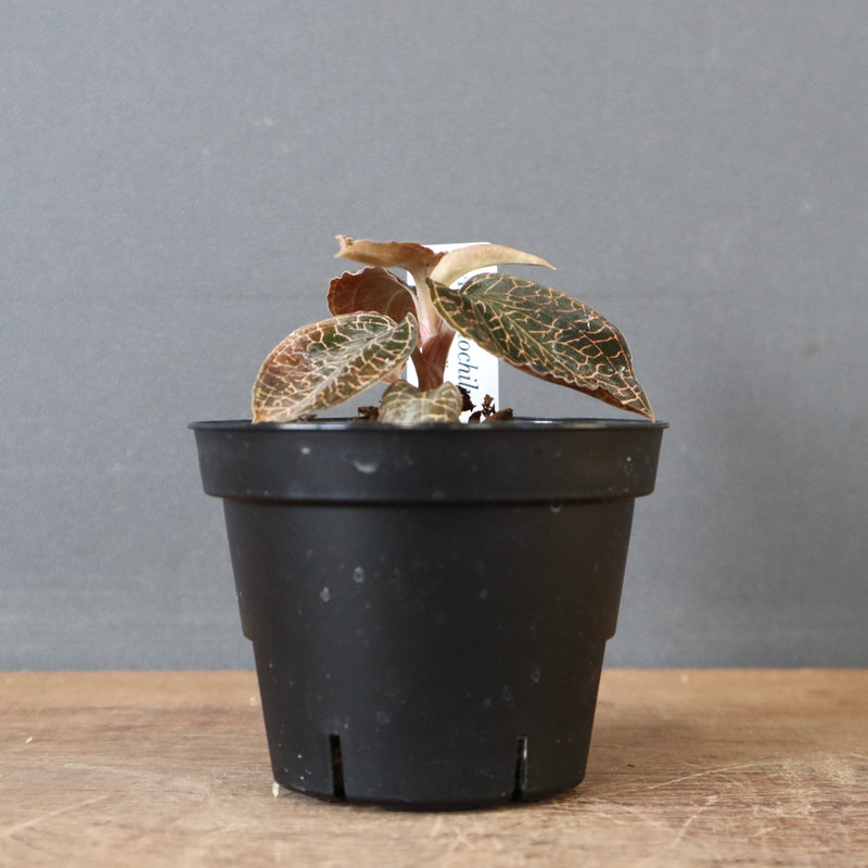 ジュエル・オーキッド 　EC1187