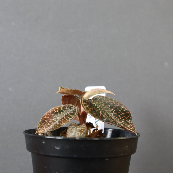 ジュエル・オーキッド 　EC1187