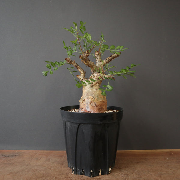塊根植物 – TaiShoDo ONLINE SHOP