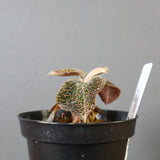 ジュエル・オーキッド 　EC1187