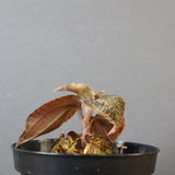 ジュエル・オーキッド 　EC1187