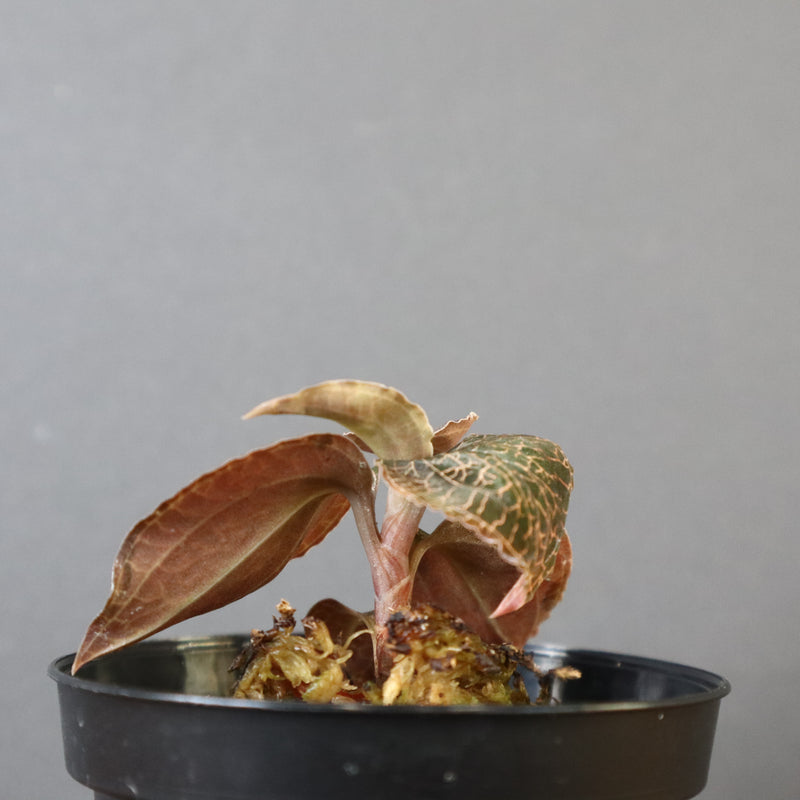 ジュエル・オーキッド 　EC1187