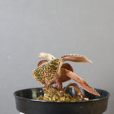 ジュエル・オーキッド 　EC1187