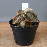 ジュエル・オーキッド 　EC1187