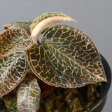 ジュエル・オーキッド 　EC1187