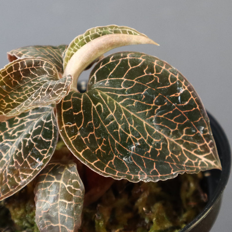 ジュエル・オーキッド 　EC1187