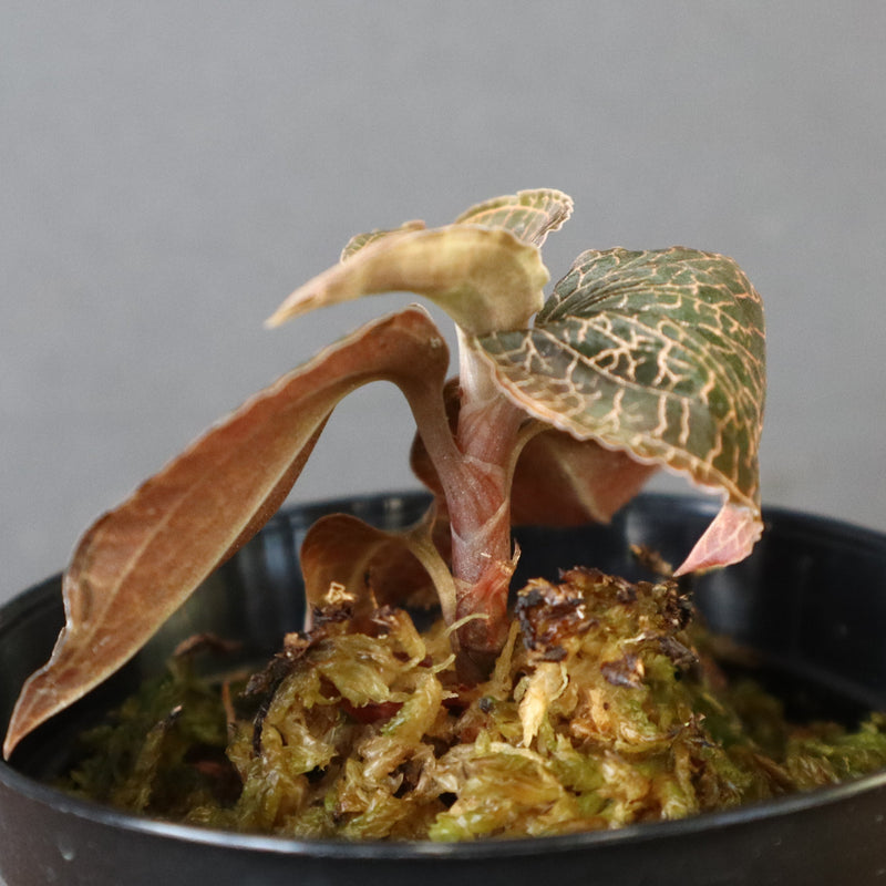 ジュエル・オーキッド 　EC1187