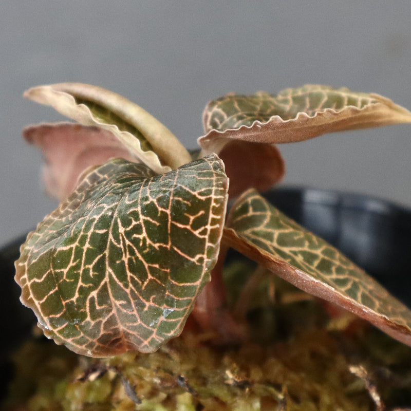 ジュエル・オーキッド 　EC1187