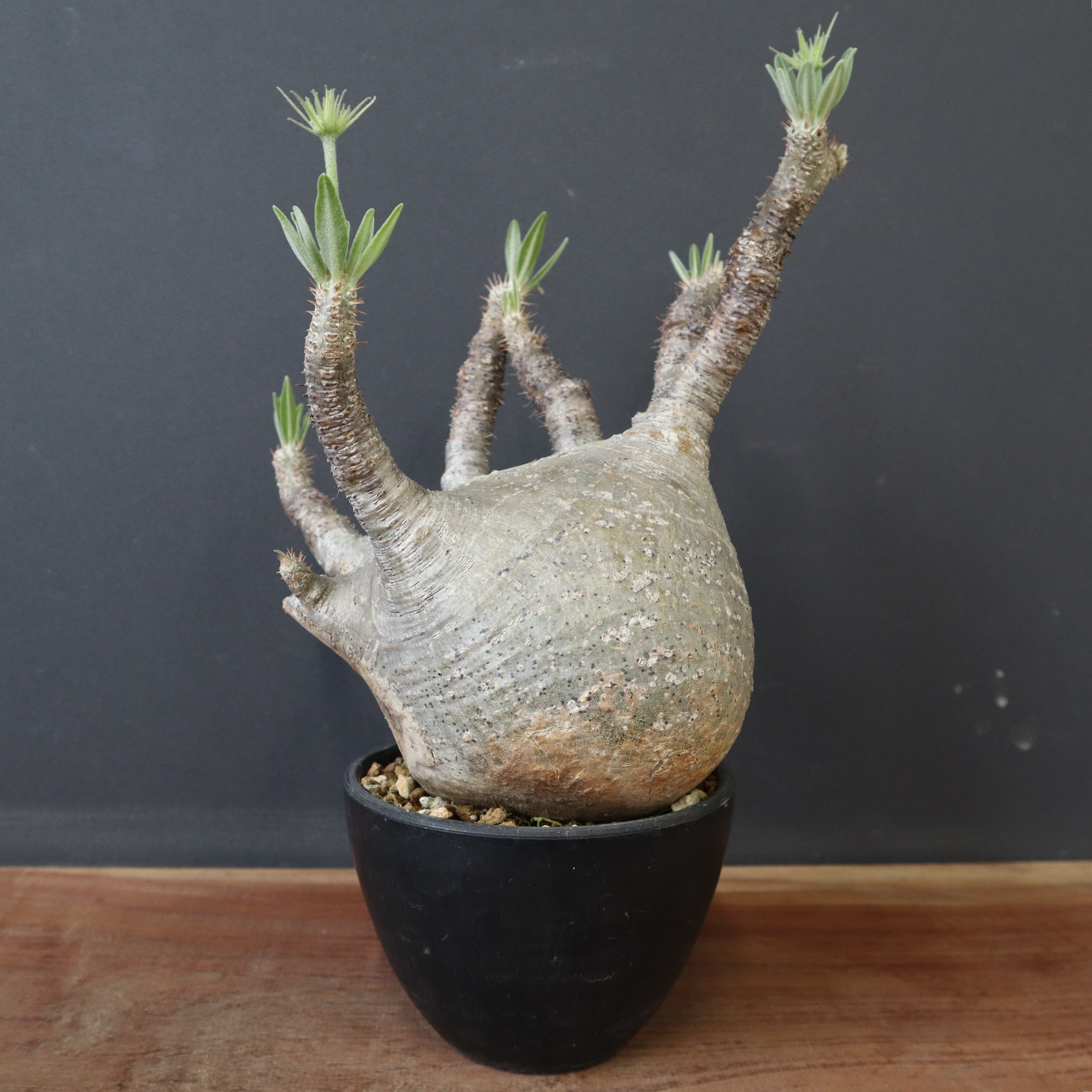 塊根植物 – 「