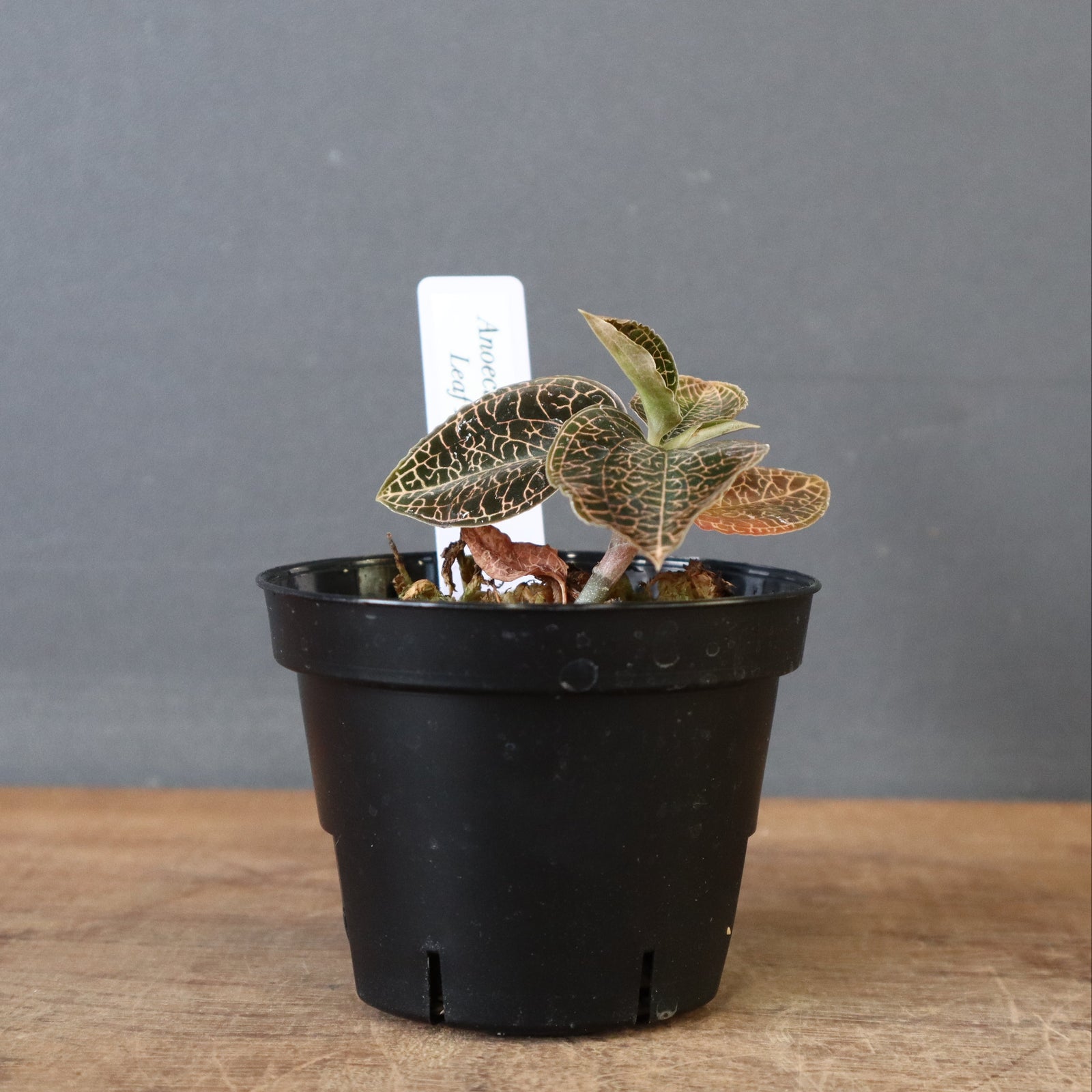 ジュエル・オーキッド EC1188 – TaiShoDo ONLINE SHOP