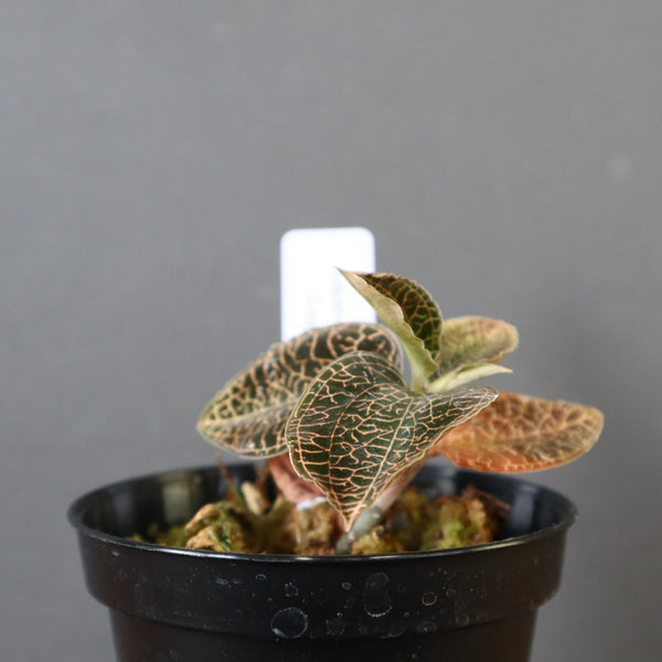 ジュエル・オーキッド 　EC1188