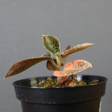 ジュエル・オーキッド 　EC1188