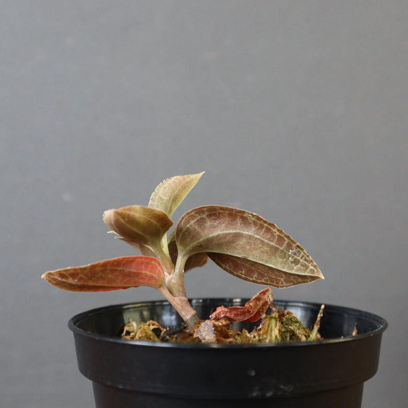 ジュエル・オーキッド 　EC1188