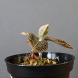 ジュエル・オーキッド 　EC1188