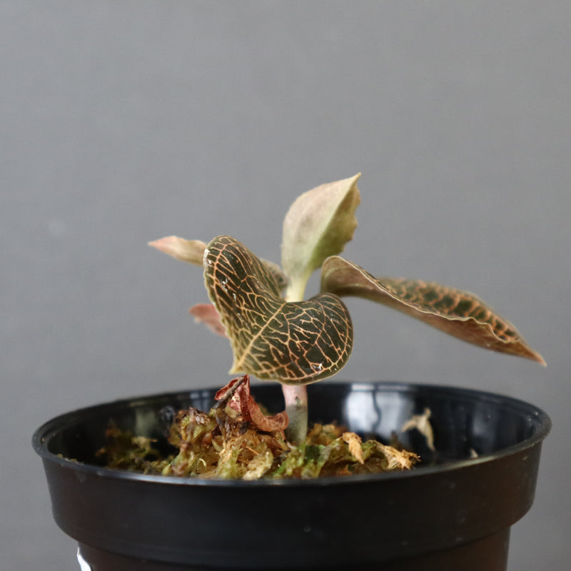 ジュエル・オーキッド 　EC1188