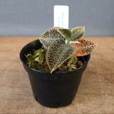 ジュエル・オーキッド 　EC1188