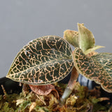 ジュエル・オーキッド 　EC1188