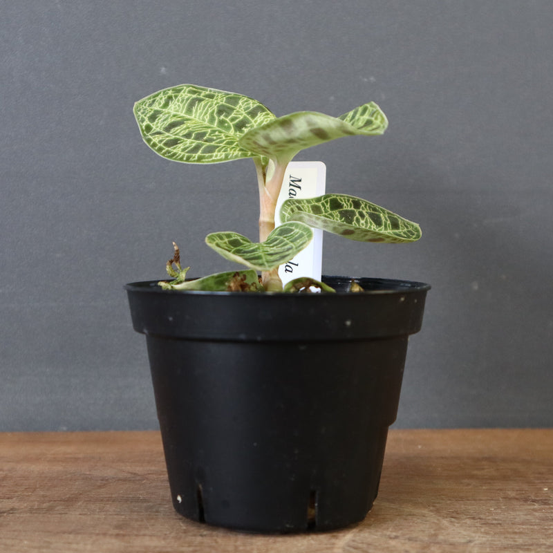 ジュエル・オーキッド 　EC1190