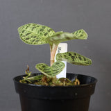 ジュエル・オーキッド 　EC1190