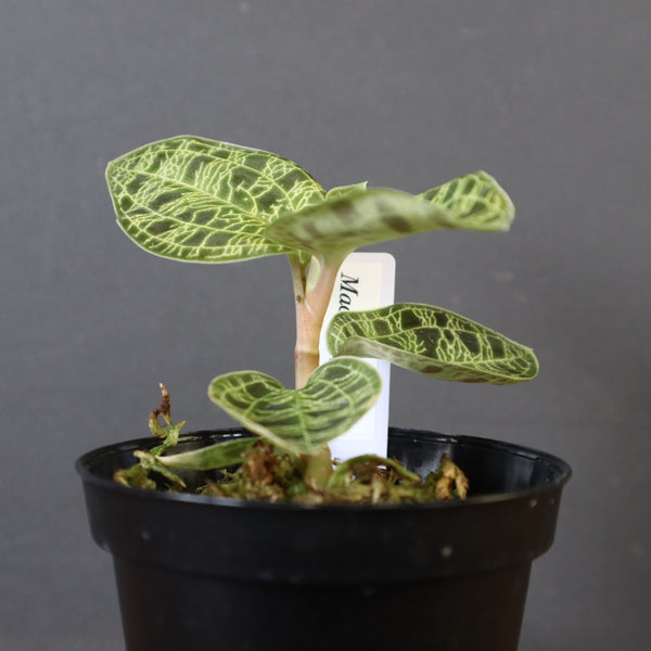 ジュエル・オーキッド 　EC1190