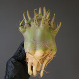 【ベアルート】A.ドワーフ EC2121