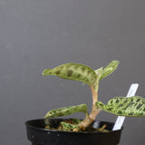 ジュエル・オーキッド 　EC1190