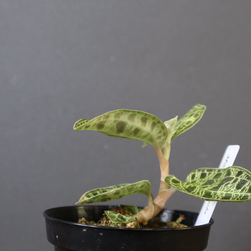 ジュエル・オーキッド 　EC1190