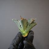 【ベアルート】アガベ 悪魔くん EC2975