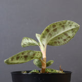 ジュエル・オーキッド 　EC1190