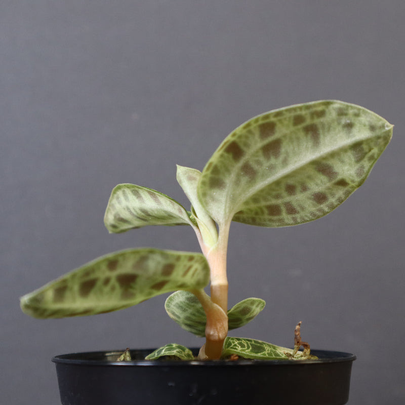 ジュエル・オーキッド 　EC1190