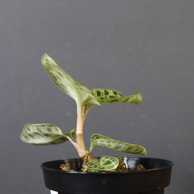 ジュエル・オーキッド 　EC1190