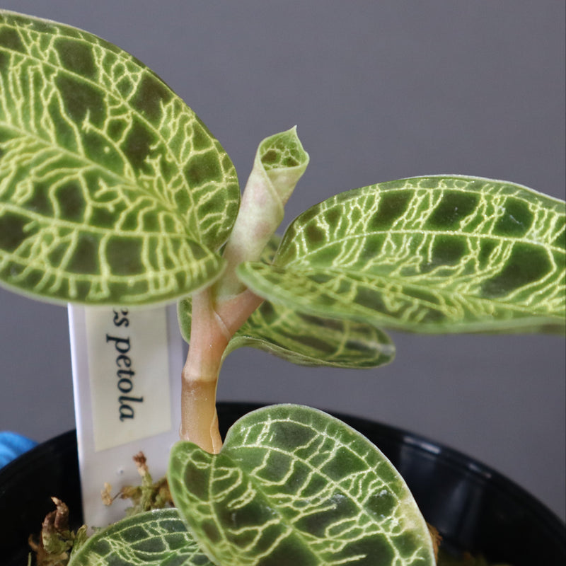 ジュエル・オーキッド 　EC1190