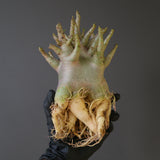 【ベアルート】A.ドワーフ EC2122