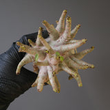 【ベアルート】A.ドワーフ EC2122