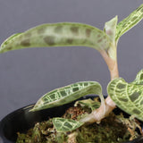 ジュエル・オーキッド 　EC1190