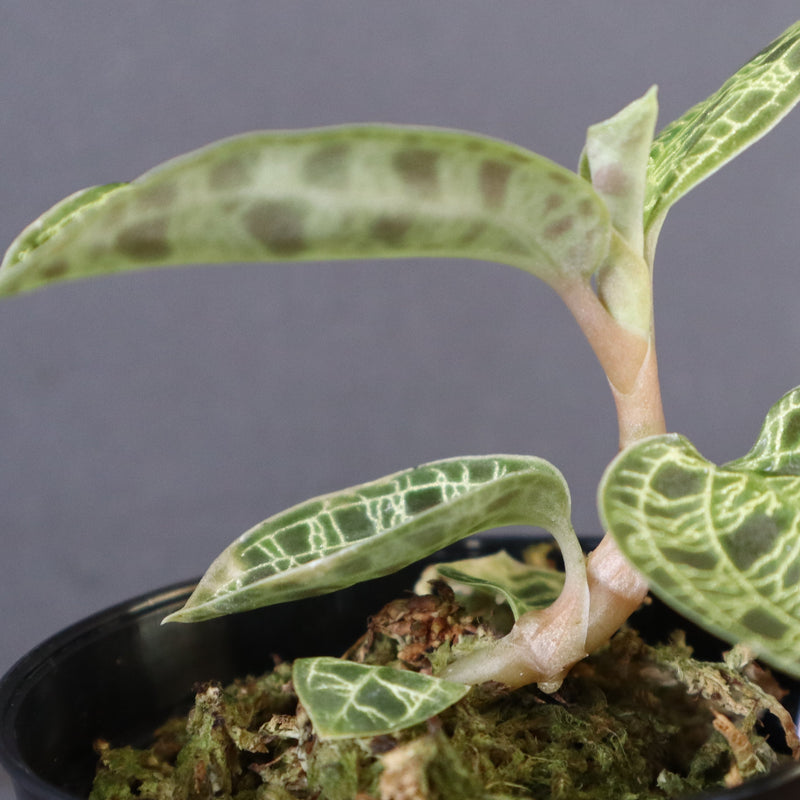 ジュエル・オーキッド 　EC1190