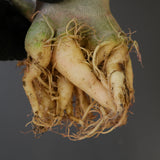 【ベアルート】A.ドワーフ EC2122