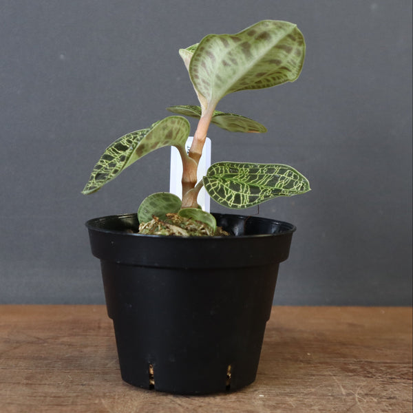 ジュエル・オーキッド 　EC1189