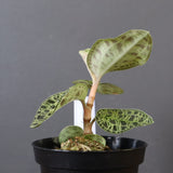 ジュエル・オーキッド 　EC1189