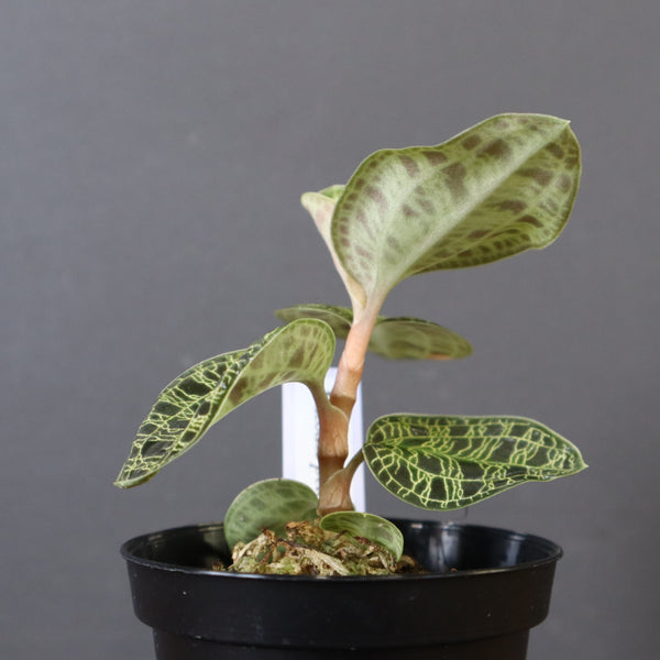 ジュエル・オーキッド 　EC1189