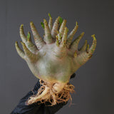 【ベアルート】A.ドワーフ EC2123