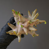 【ベアルート】A.ドワーフ EC2123