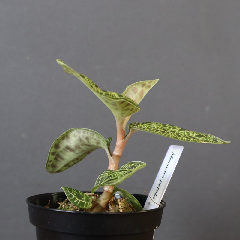 ジュエル・オーキッド 　EC1189