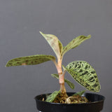 ジュエル・オーキッド 　EC1189