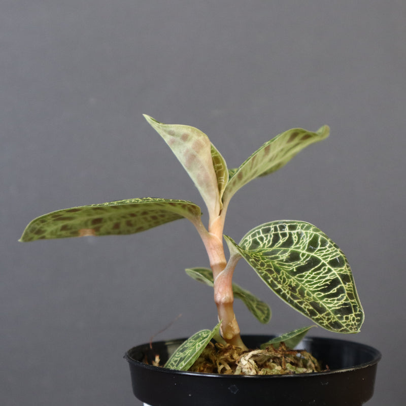 ジュエル・オーキッド 　EC1189