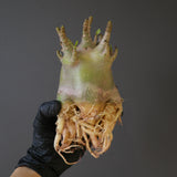 【ベアルート】A.ドワーフ EC2124